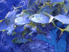 -芜湖新华联大白鲸海洋公园