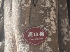 -瑞丽独树成林风景区