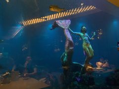 -海棠湾洲际-涛·海底餐厅·美人鱼·自助餐·海底隧道
