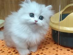 -欣宠猫屋·矮脚拿破仑·蓝金金渐层