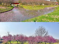 -花开海上生态园