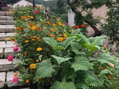 -花岙岛