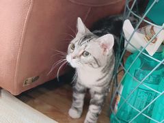 -猫大福·Fortune Cat猫舍(百子湾店)