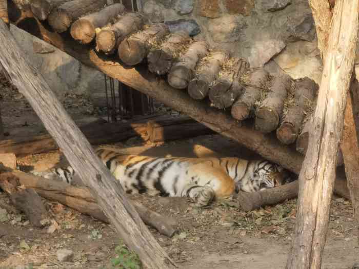 北京動物園