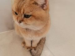 -共舞时光猫咖·狗咖(新街口店)