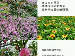 -鹅湖玫瑰文化园