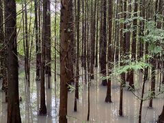 -桤木河湿地公园