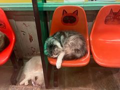 -猫咪博物馆(顶澳仔猫街店)