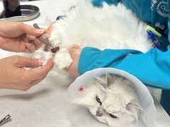 -中农国际动物医院24小时·猫科·骨科·急重症中心