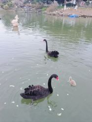 -玄武湖景区-情侣园游乐场
