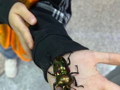 -上海大自然野生昆虫馆(东方明珠·爬宠昆虫探索中心)