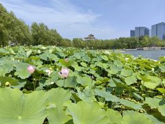 -莲花池公园