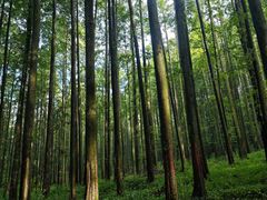 -武陵山森林公园