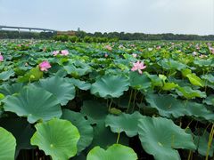 -荷塘月色湿地公园·向阳花洲