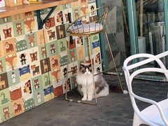 -喵屿·大理花园猫咖