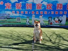 -宠物寄养训练学校