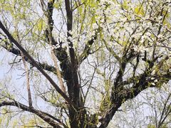 -桃花堤公园