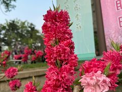 -海棠花溪(元大都城垣遗址公园)