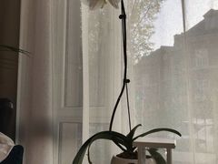 -子霖南山鲜虾面(南山总店)