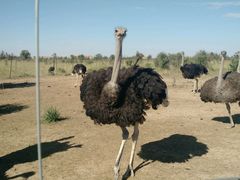 -亿利库布其七星湖沙漠生态旅游区