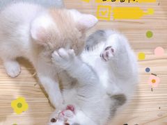 -屋虎猫馆(宝安大仟里店)