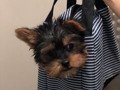 -翊宠yipet猫狗购宠庄园犬舍•猫舍