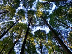 -武陵山森林公园