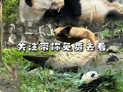 -都江堰中华大熊猫苑