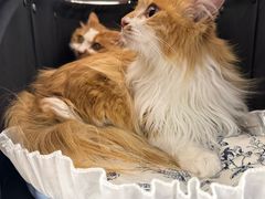 -喜多萌中农锦绣动物医院24H·猫科·牙科MRI·CT