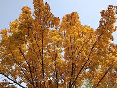 -北京西山国家森林公园