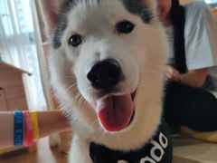 -Husky Go! 哈士奇体验馆·宠物咖啡厅狗咖