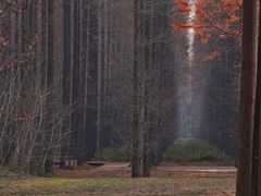 -黄海国家森林公园