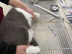 -北京恒爱动物医院(清景园分院)