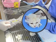 -联合动物医院(光谷诊疗中心)