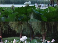 -莲花池公园