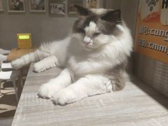 -藏猫猫咖啡主题馆(中央大道店)