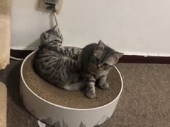 -纳吉亚猫专科动物诊疗中心(蒋宅口分院)