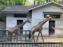 -杭州动物园