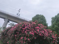 -秀丽东方
