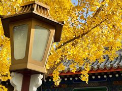 -北京国子监胡同