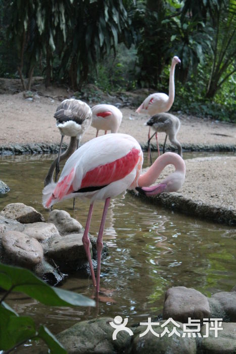 律实动物园图片