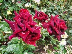 -苏州河梦清园环保主题公园