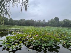 -望湖公园