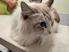 -艾吉宠物医院·疑难杂症转诊中心·猫友好(碧江路院)