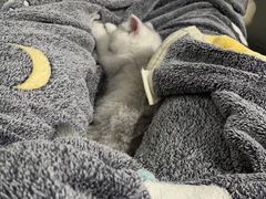 -lincat·猫舍(广州店)