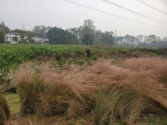 -桤木河湿地公园