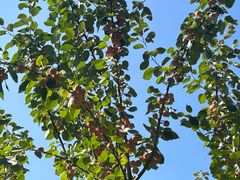 -新疆国际大巴扎