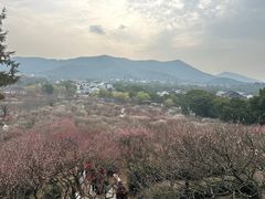 -香雪海