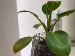 -雅曼妮spa美容养生