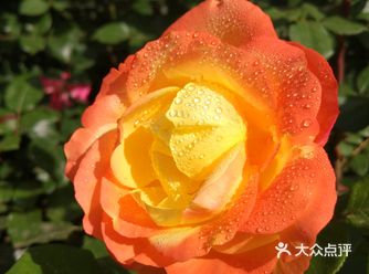 老照片之月季花开（三）